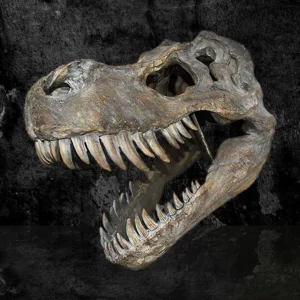 Tyrannosaurus Rex Fossil Skull Brown Gray - Open Jaws Teeth Fossilized Tyrannosaurus rex skull with open jaws showing sharp serrated teeth against a dark background.