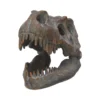 Tyrannosaurus Rex Skull Fossil Replica Brown - Sharp Teeth Display Fossilized Tyrannosaurus rex skull showing sharp teeth and textured bone on museum display.