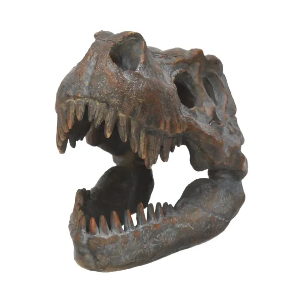 Fossilized Tyrannosaurus rex skull showing sharp teeth and textured bone on museum display.
