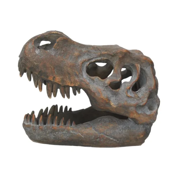 A realistic Tyrannosaurus rex skull model with detailed teeth and fossil-like texture.