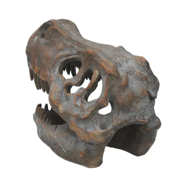 Tyrannosaurus Rex Fossil Skull Replica Brown Gray - Serrated Teeth A detailed fossilized Tyrannosaurus rex skull with sharp teeth and textured brown-gray surface.