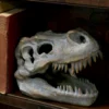 Tyrannosaurus Rex Skull Replica Gray Resin Fossil Display A realistic gray dinosaur skull replica displayed on a wooden shelf beside an old red book.