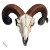 A detailed ram skull with large curled brown horns on a white background.