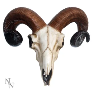 Ram Skull Replica Bone White With Dark Curled Horns - Detailed A detailed ram skull with large curled brown horns on a white background.