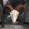 Ram Skull Sculpture Ivory Bone With Dark Spiral Horns A weathered ram skull with dark spiraled horns displayed on a rustic fur and wooden backdrop.