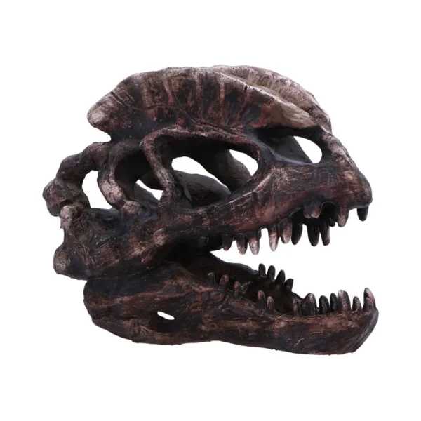 Dinosaur Skull Model Resin Brown - Sharp Teeth Fossil Detail Realistic brown resin dinosaur skull model with sharp teeth and detailed fossil-like texture.