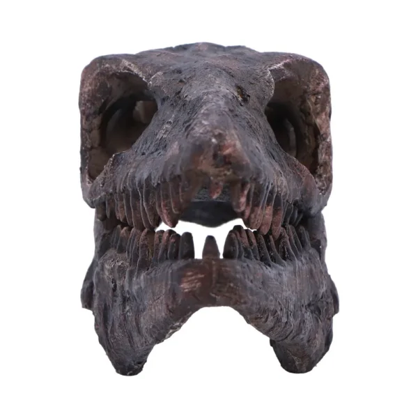 Dinosaur Fossil Skull Replica Brown - Sharp Teeth Display Fossilized carnivorous dinosaur skull with sharp teeth and large eye sockets on display.