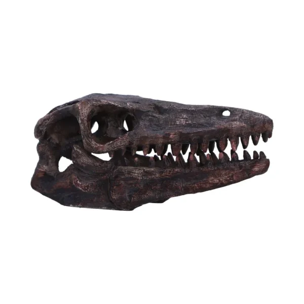 Prehistoric Dinosaur Skull Model Resin Brown - Sharp Teeth Detail A realistic brown model of a prehistoric carnivorous dinosaur skull with sharp teeth and detailed texture.