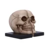 Realistic Skull Bookends Resin Beige - Split Anatomical Design Two realistic half-skull bookends on black bases forming one complete skull. The-Hidden-Hatch