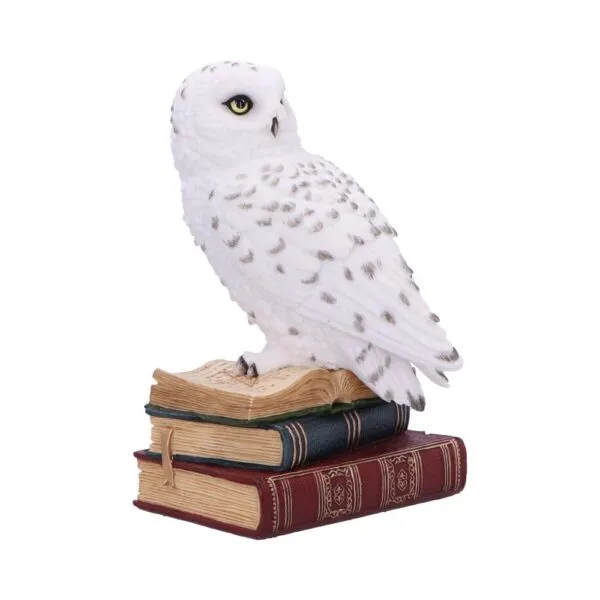 Library of Wisdom 17cm