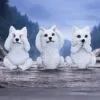 u7613b26-7.webp Three Wise Wolf Pups
